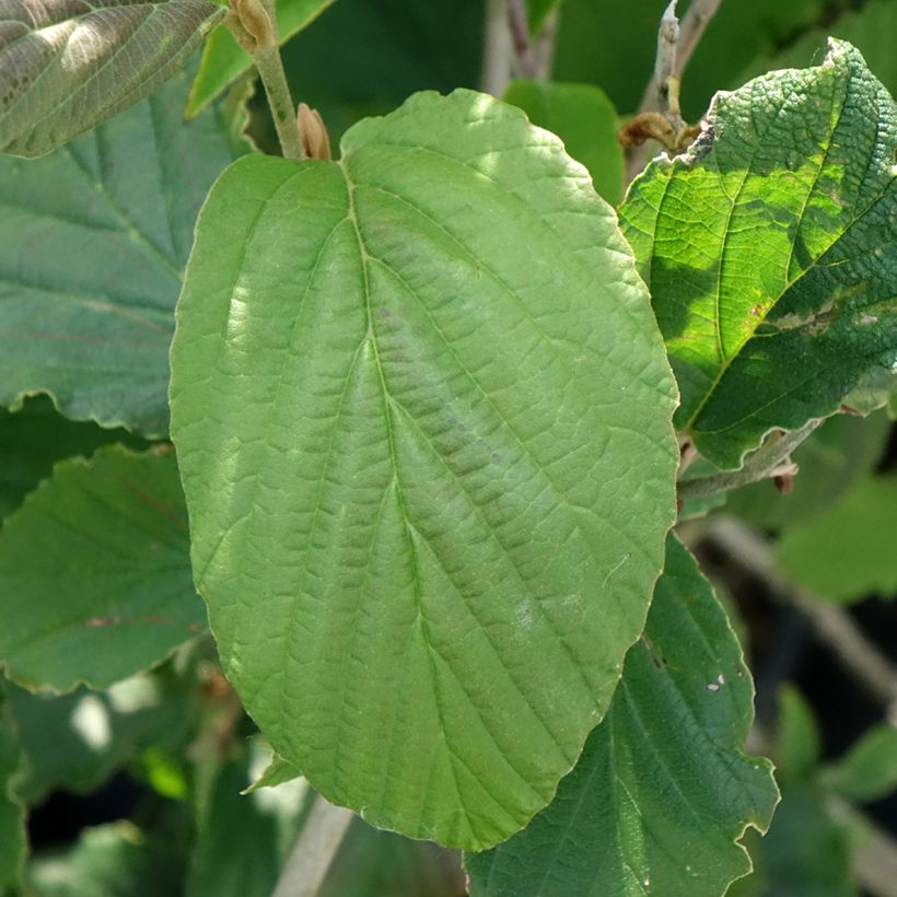 Hamamelis intermedia Feuerzauber (Follaje)