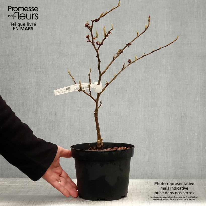 Hamamelis intermedia Orange Beauty Maceta 3L/4L Ejemplar entregado en la primavera