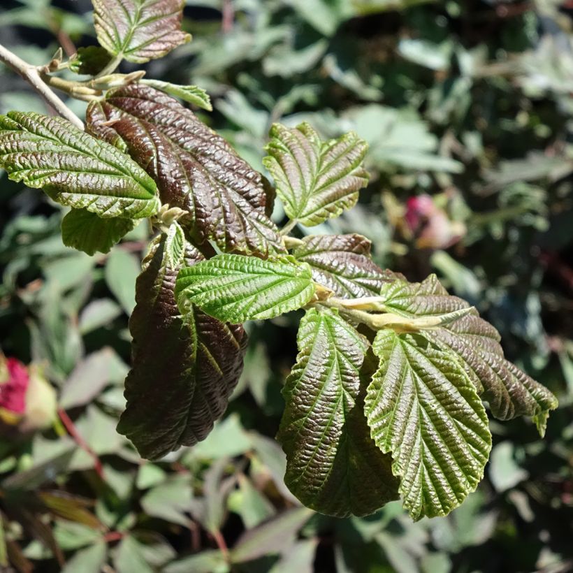 Hamamelis intermedia Orange Peel (Follaje)