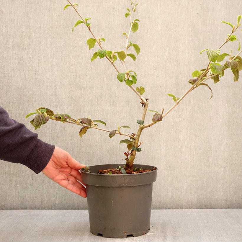 Hamamelis intermedia Orange Peel Maceta 3L/4L Ejemplar entregado en la primavera