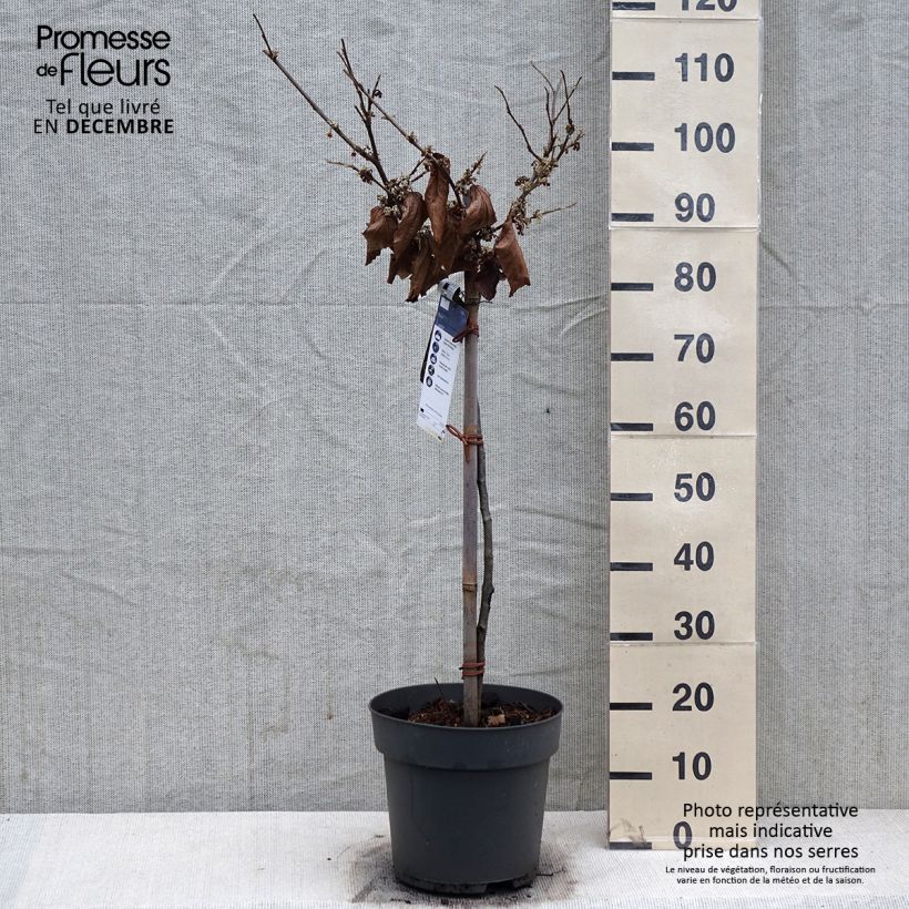 Hamamelis intermedia Rubin Maceta 7,5L/10L Ejemplar entregado en invierno