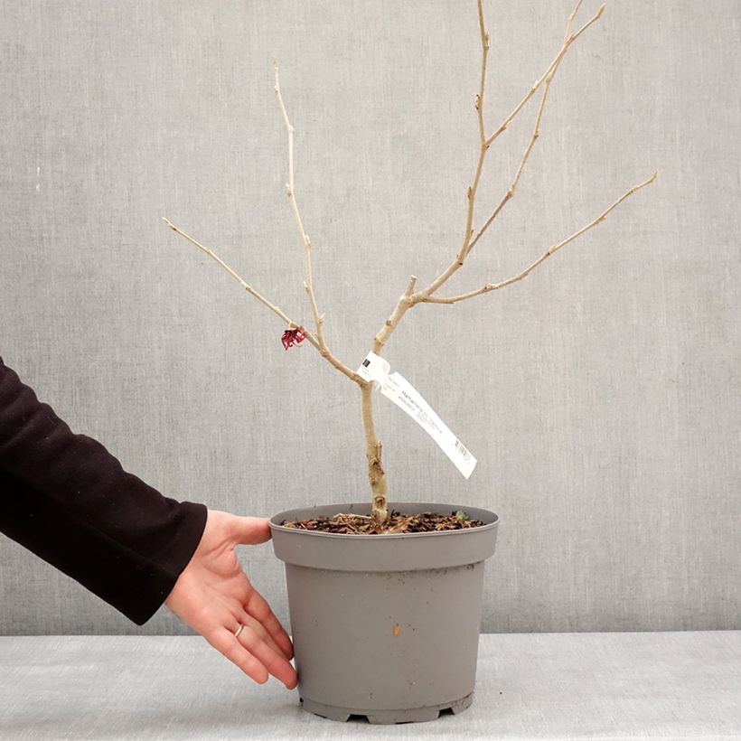 Hamamelis intermedia Yamina Maceta 4L/5L Ejemplar entregado en invierno