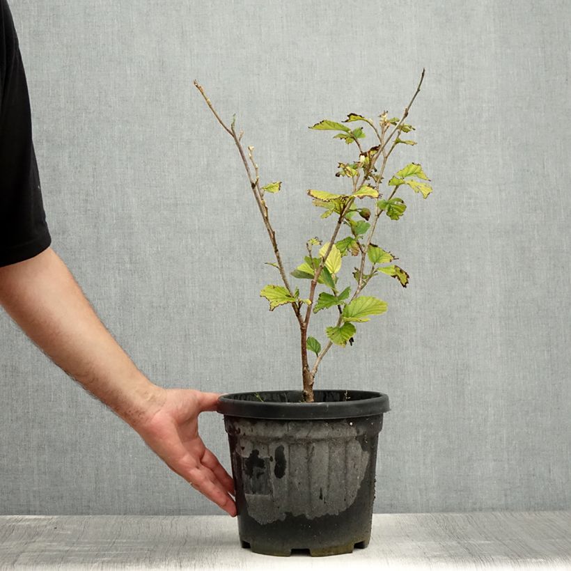 Ejemplar de Hamamelis intermedia Yamina Maceta 4L/5L entregado en verano
