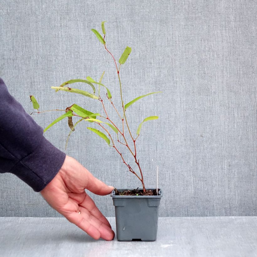 Ejemplar de Hardenbergia violacea Meema - Guisante de coral púrpura Maceta de 8/9 cm entregado en otoño