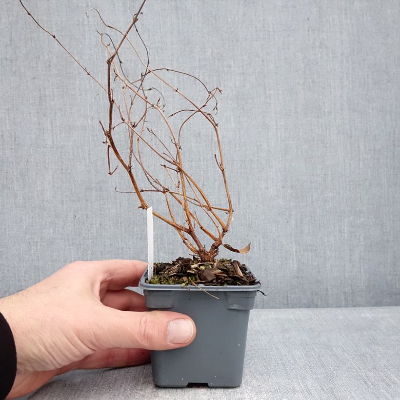 Hardenbergia violacea Meema - Guisante de coral púrpura Maceta de 8/9 cm Ejemplar entregado en invierno