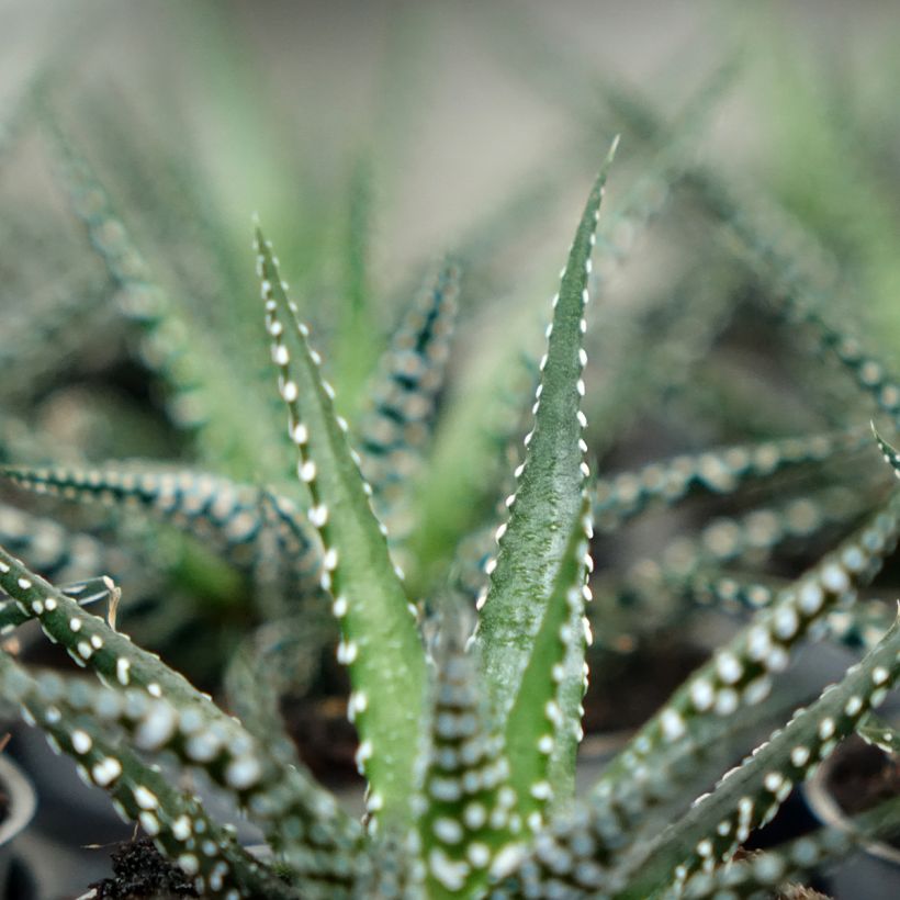 Haworthia Big Band - Plante zèbre (Follaje)