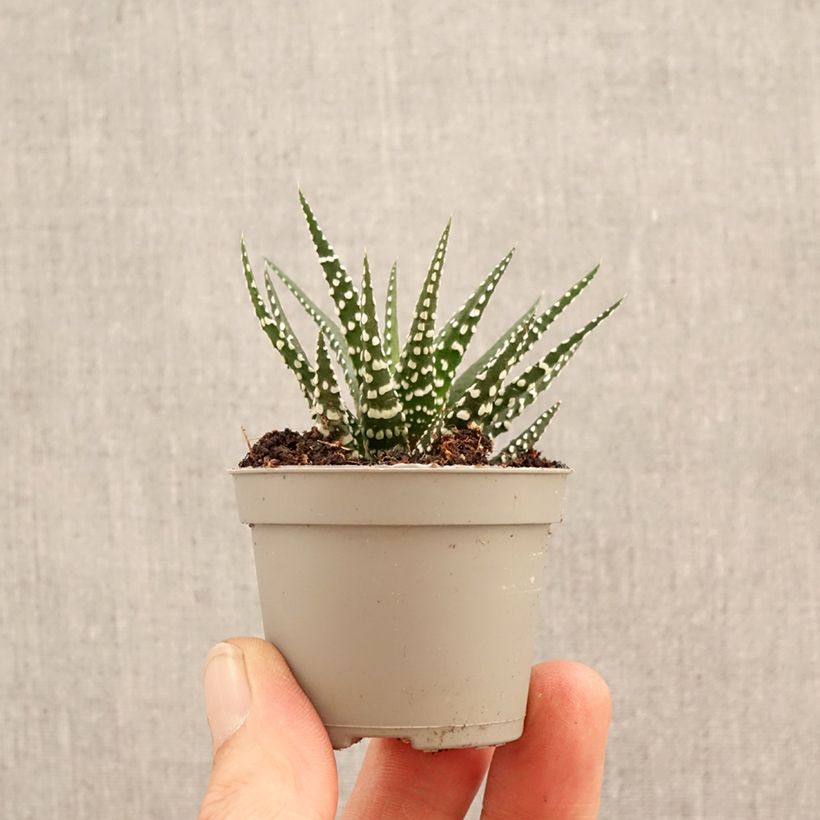 Haworthia Big Band - Plante zèbre miniplanta Ejemplar entregado en la primavera