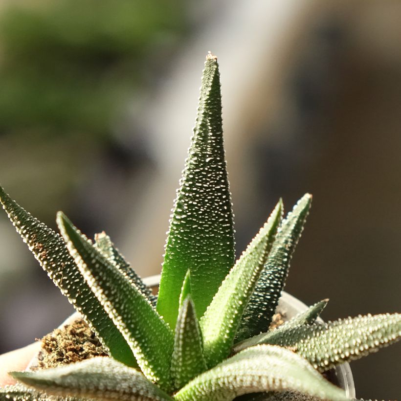 Haworthia fasciata Concolor - Plante zèbre (Follaje)