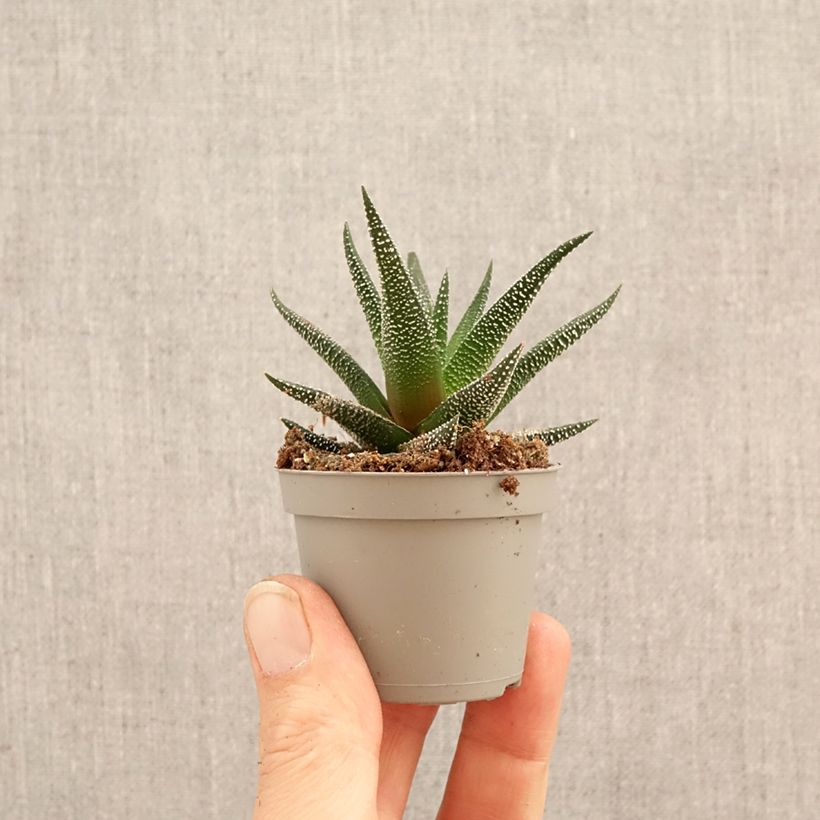 Haworthia fasciata Concolor - Plante zèbre miniplanta Ejemplar entregado en la primavera