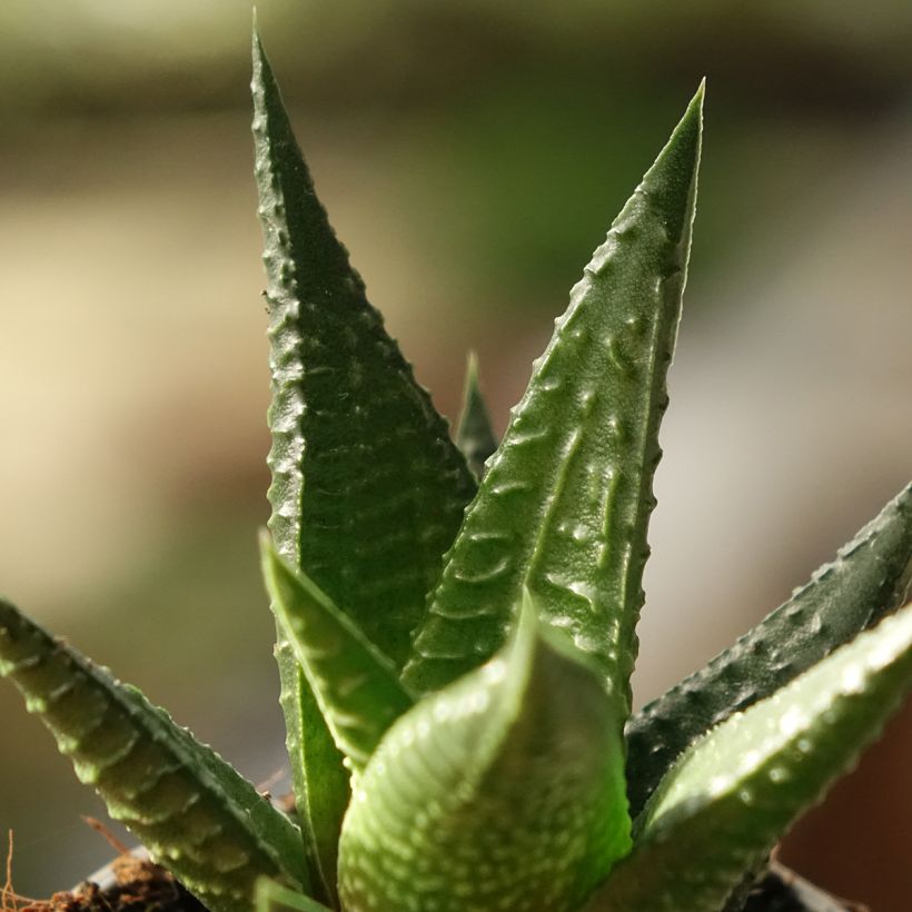 Haworthia Gasworthia  (Follaje)