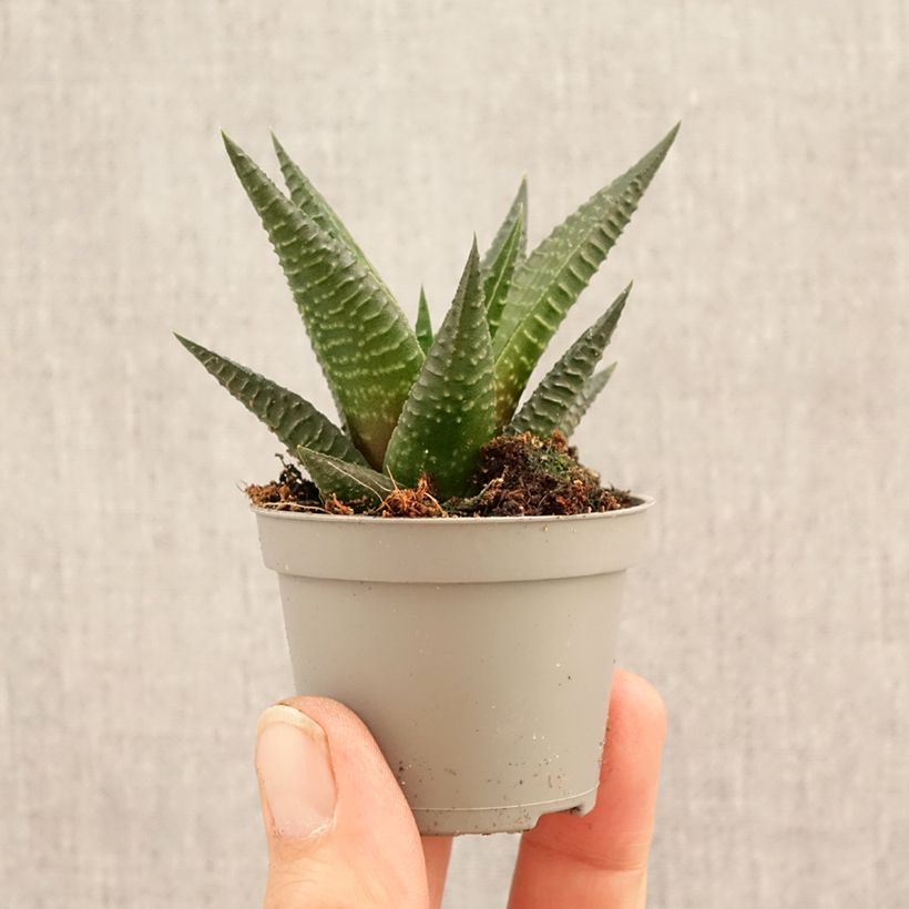 Haworthia Gasworthia  miniplanta Ejemplar entregado en la primavera