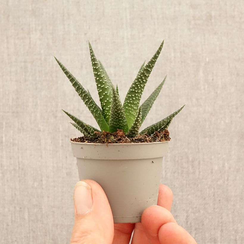 Haworthia limifolia miniplanta Ejemplar entregado en la primavera