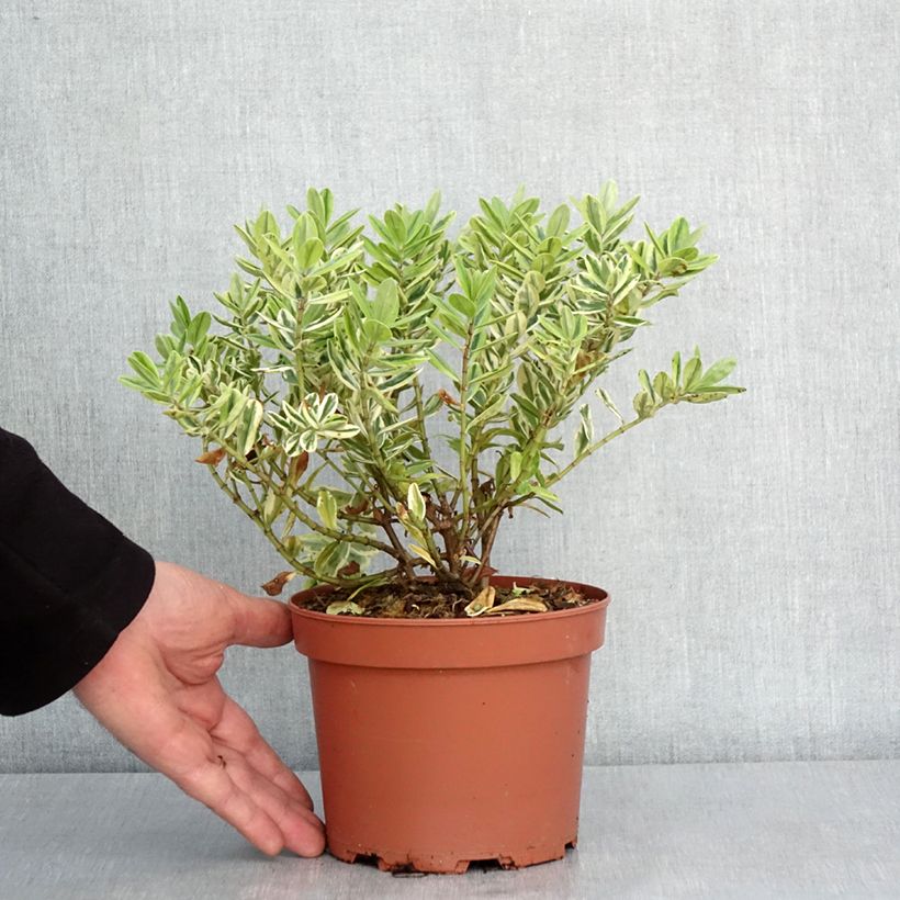 Hebe andersonii Variegata Maceta 2L/3L Ejemplar entregado en invierno