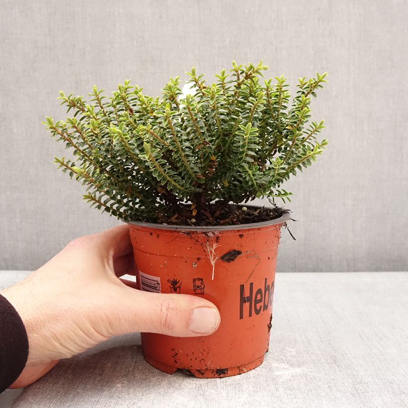 Hebe buxifolia Maceta 1,5L/2L Ejemplar entregado en invierno