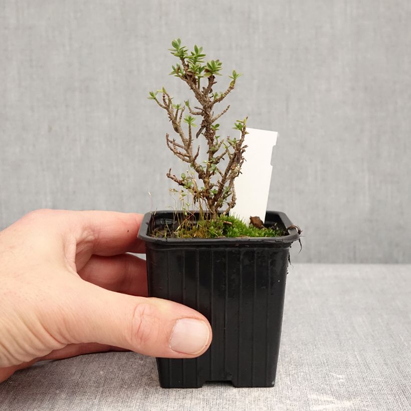 Hebe carnulosa Maceta de 8/9 cm Ejemplar entregado en invierno