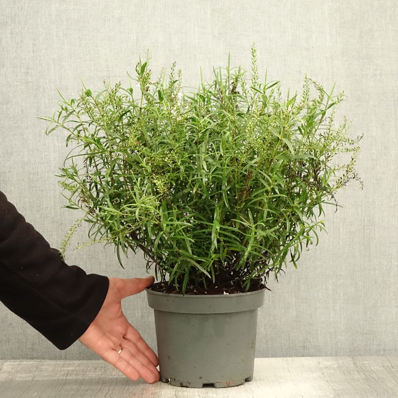 Ejemplar de Hebe Kirkii Maceta 3L/4L entregado en otoño