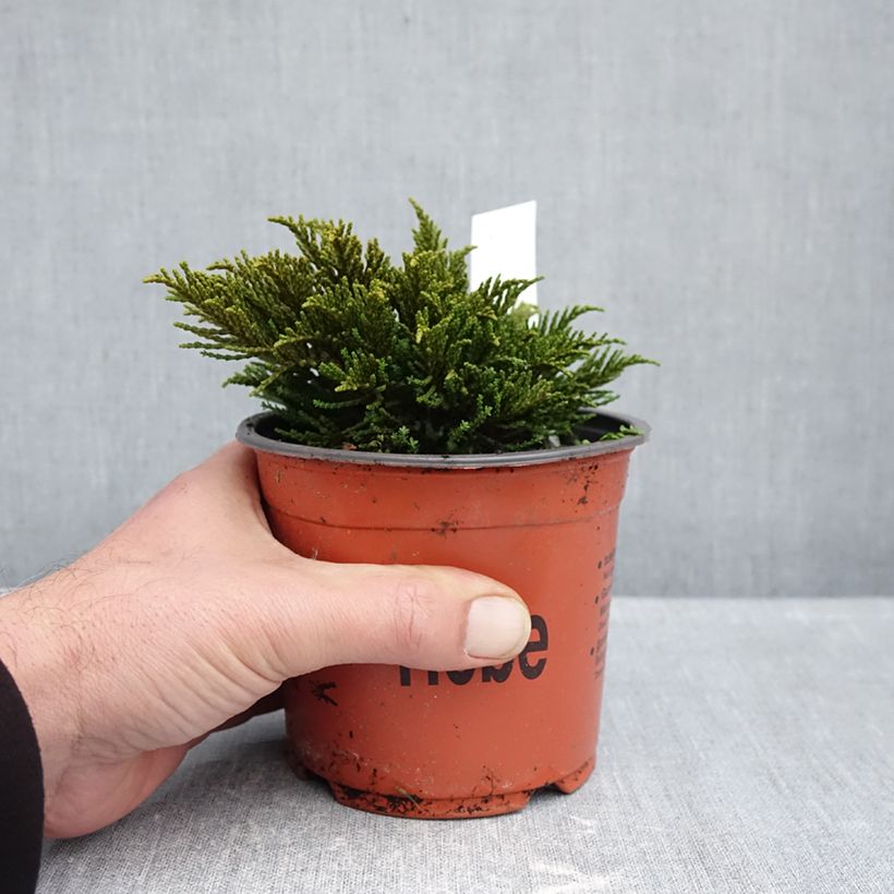 Ejemplar de Hebe ochracea Maceta 1,5L/2L entregado en otoño