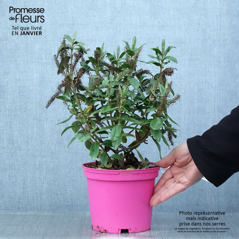 Hebe Ouessant Maceta 2L/3L Ejemplar entregado en invierno