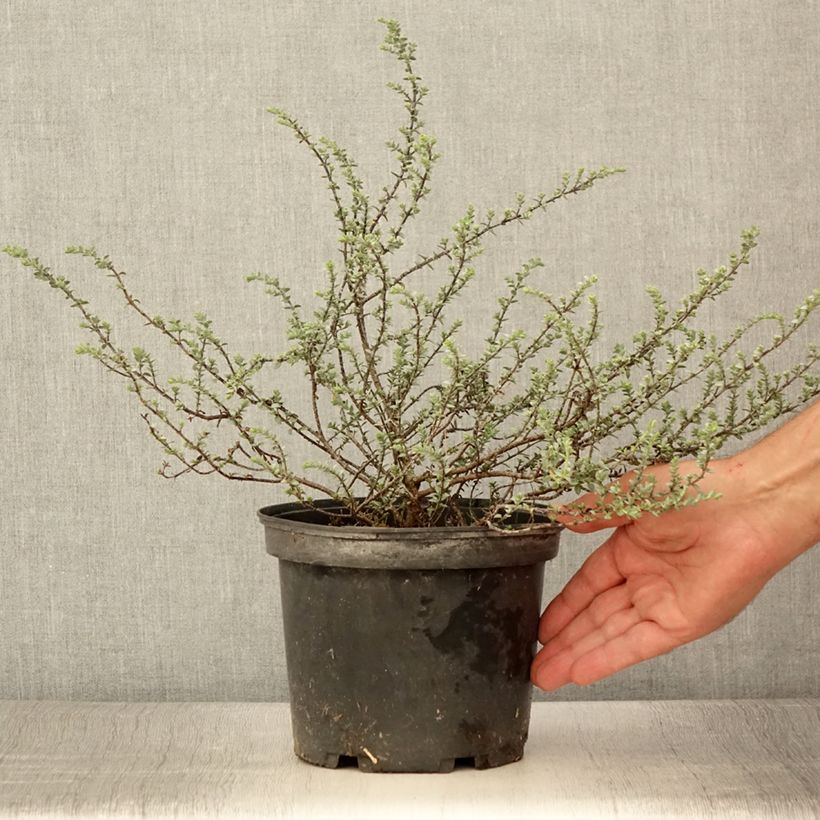 Ejemplar de Hebe pimeleoides Quicksilver Maceta 3L/4L entregado en verano