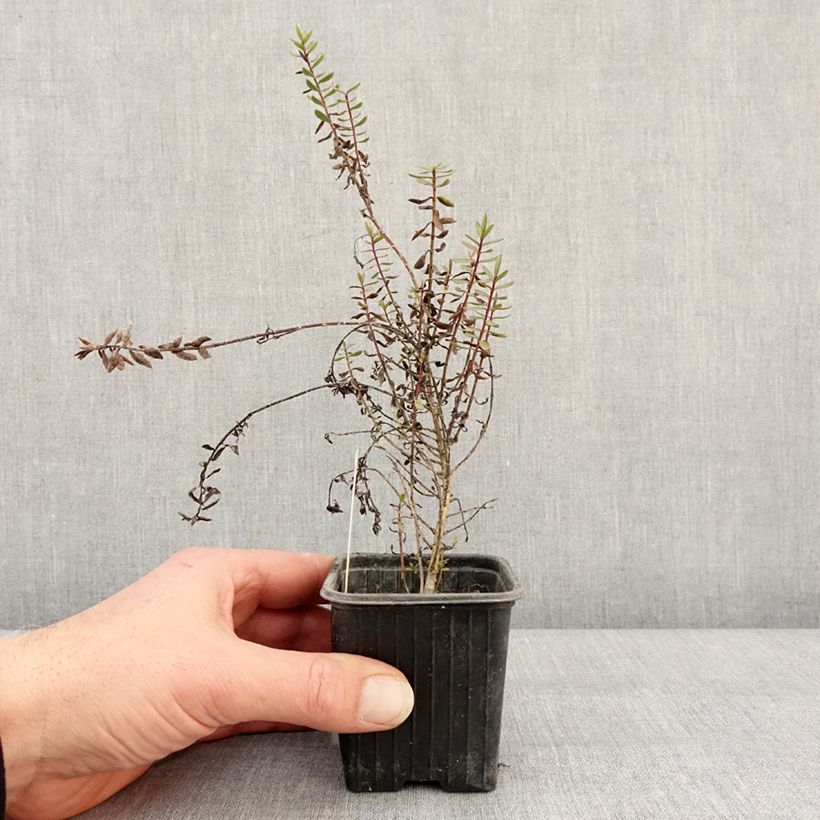 Hebe Pink Paradise Maceta de 8/9 cm Ejemplar entregado en invierno