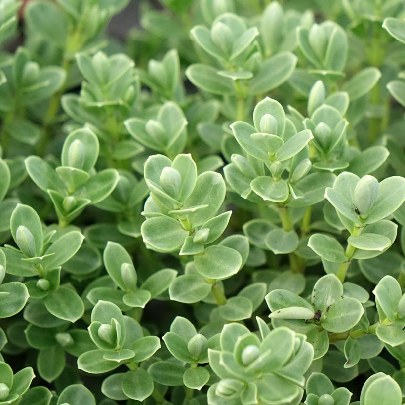 Hébé topiaria (Follaje)