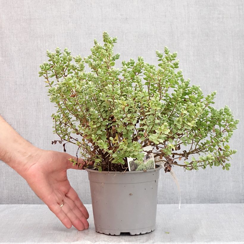 Ejemplar de Hébé topiaria Maceta 1,5L/2L entregado en verano