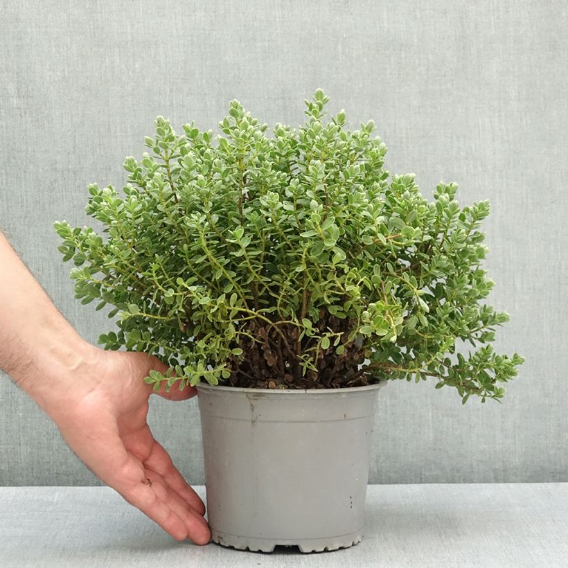 Hébé topiaria Maceta 1,5L/2L Ejemplar entregado en la primavera