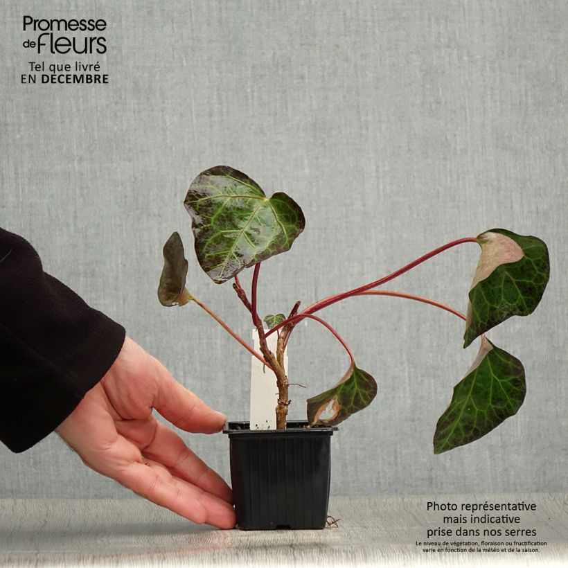 Hedera algeriensis - Hiedra de Argelia Maceta de 8/9 cm Ejemplar entregado en invierno