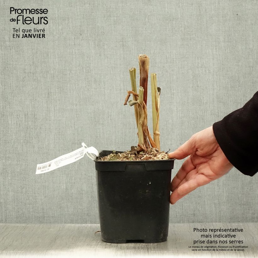 Hedychium Dixter Maceta 3L/4L Ejemplar entregado en invierno