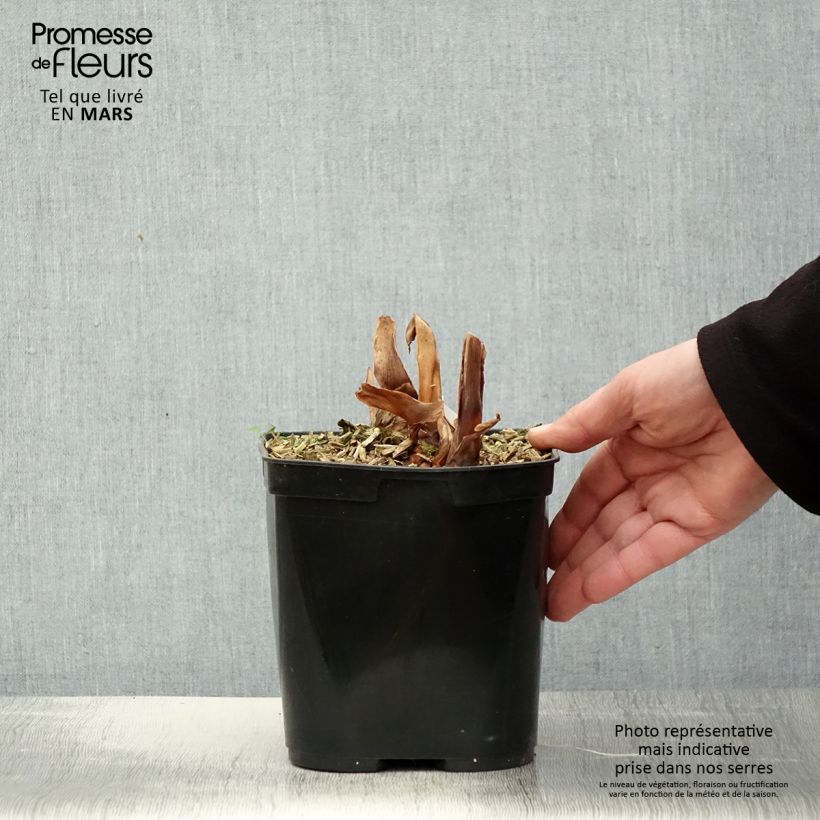 Hedychium Dixter Maceta 3L/4L Ejemplar entregado en la primavera