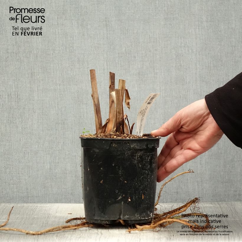 Hedychium coronarium Elizabeth Maceta 3L/4L Ejemplar entregado en invierno