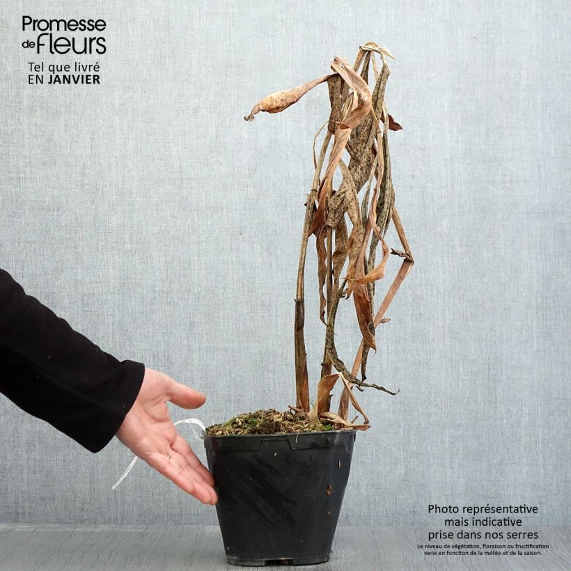 Hedychium forrestii Maceta 3L/4L Ejemplar entregado en invierno