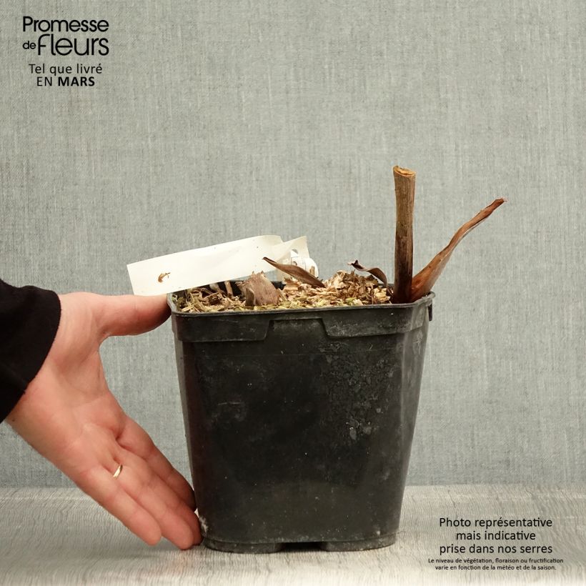 Hedychium forrestii Maceta 3L/4L Ejemplar entregado en la primavera