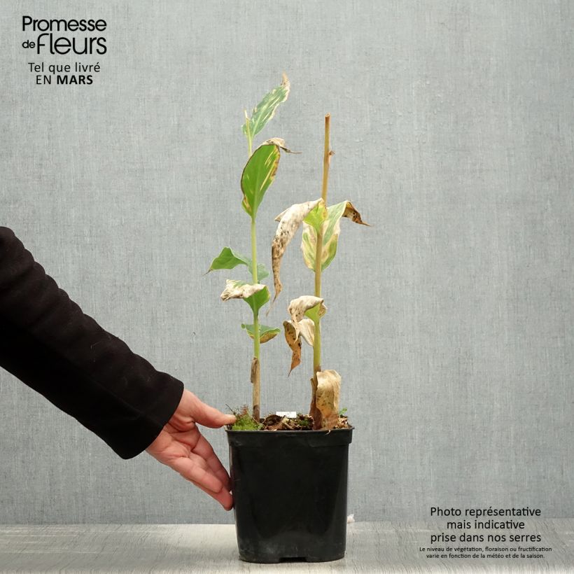 Jengibre blanco - Hedychium gardnerianum Maceta 2L/3L Ejemplar entregado en la primavera