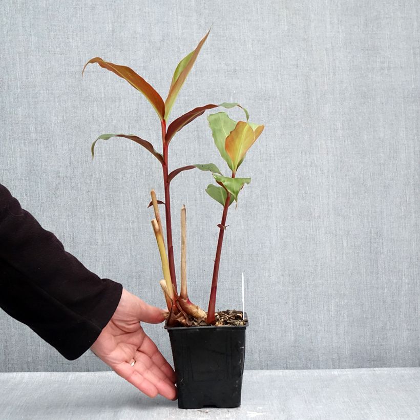 Ejemplar de Edichio - Hedychium greenii Maceta 1L/1,5L entregado en otoño