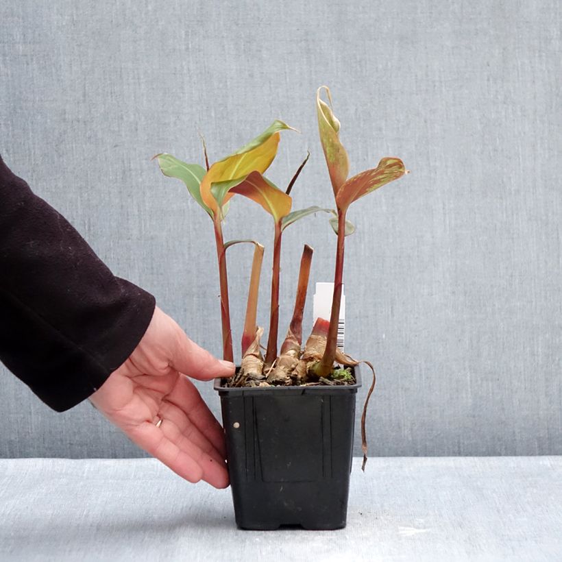 Edichio - Hedychium greenii Maceta 1L/1,5L Ejemplar entregado en invierno