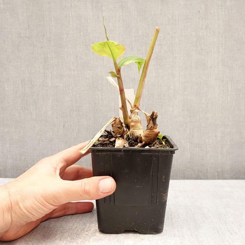 Edichio - Hedychium greenii Maceta 1L/1,5L Ejemplar entregado en la primavera