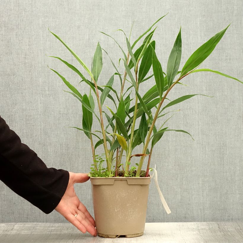 Ejemplar de Hedychium villosum var. tenuiflorum Maceta 3L/4L entregado en otoño