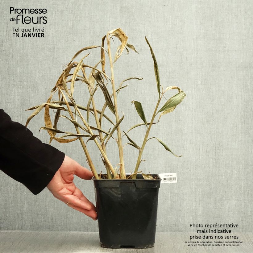 Hedychium villosum var. tenuiflorum Maceta 3L/4L Ejemplar entregado en invierno