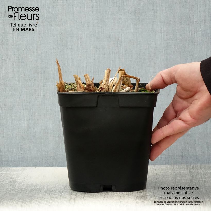 Hedychium villosum var. tenuiflorum Maceta 3L/4L Ejemplar entregado en la primavera