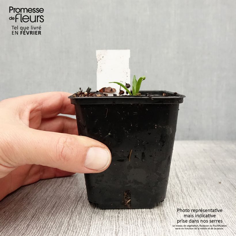 Helenium automnale Helena Red Shades Maceta de 8/9 cm Ejemplar entregado en invierno