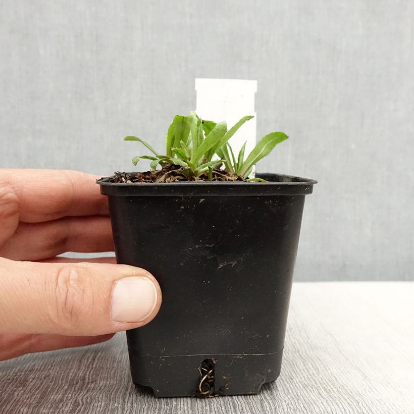 Helenium automnale Helena Red Shades Maceta de 8/9 cm Ejemplar entregado en la primavera