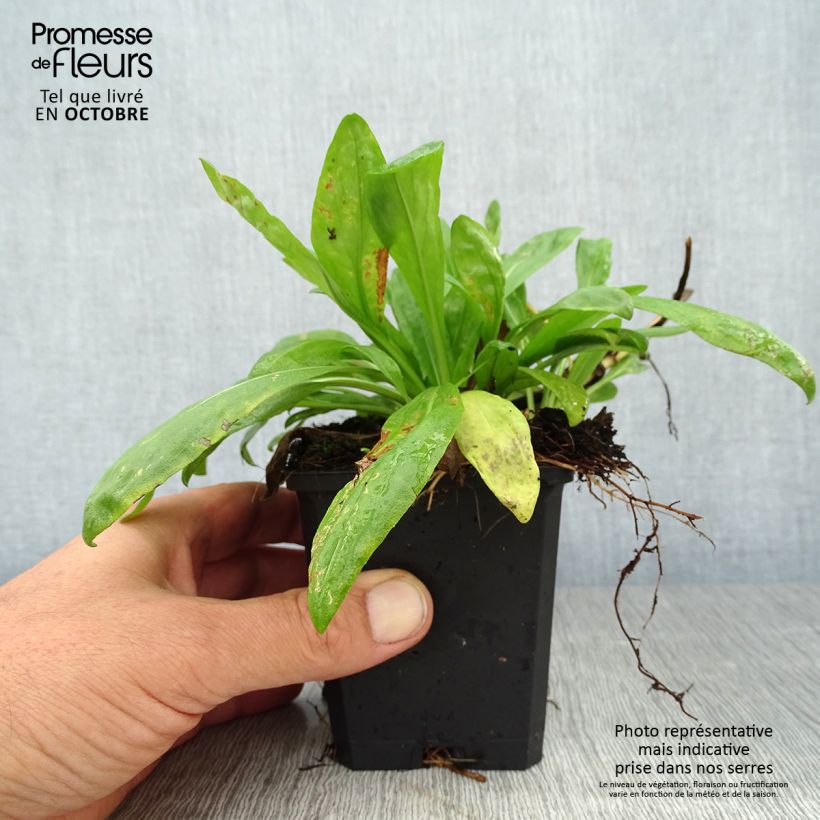Ejemplar de Helenium automnale Pumilum Magnificum Maceta de 8/9 cm entregado en otoño