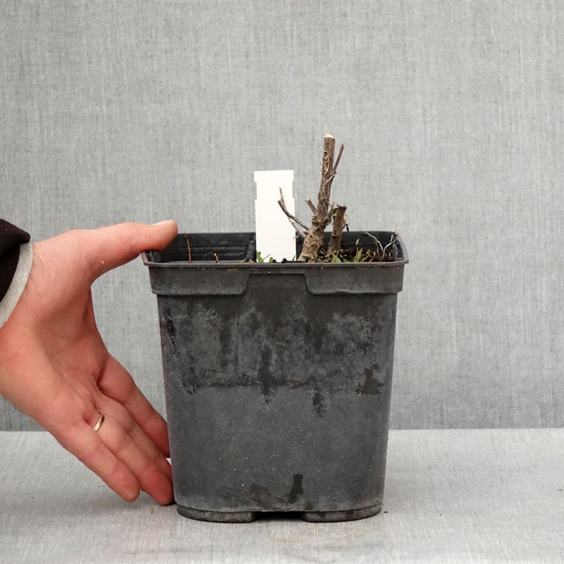 Helenium Double Trouble Maceta 2L/3L Ejemplar entregado en la primavera