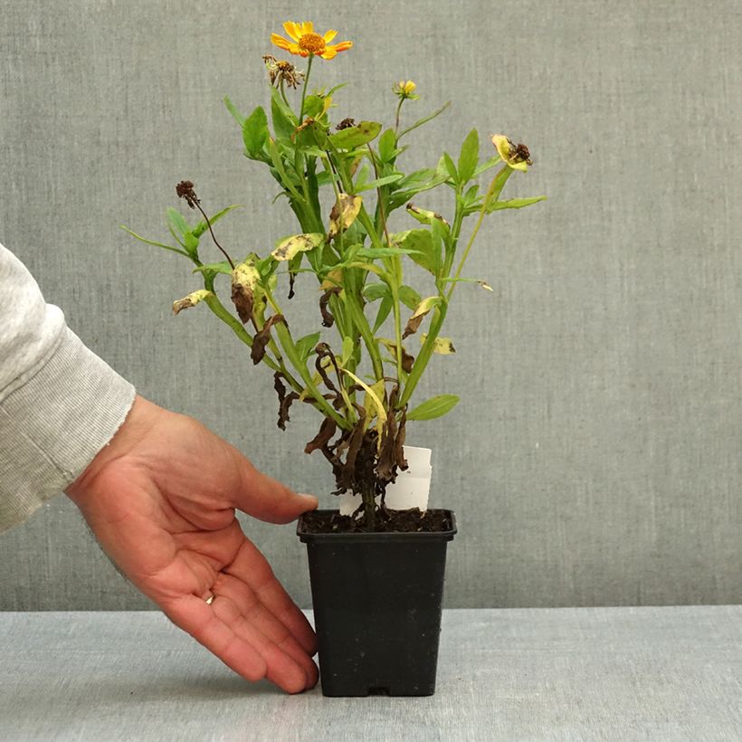 Ejemplar de Helenium Fancy Fan Maceta de 8/9 cm entregado en otoño