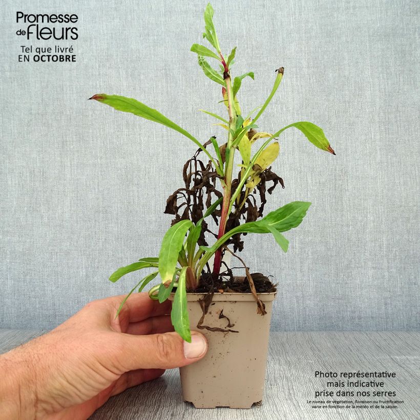 Ejemplar de Helenium Flammendes Katchen Maceta de 8/9 cm entregado en otoño