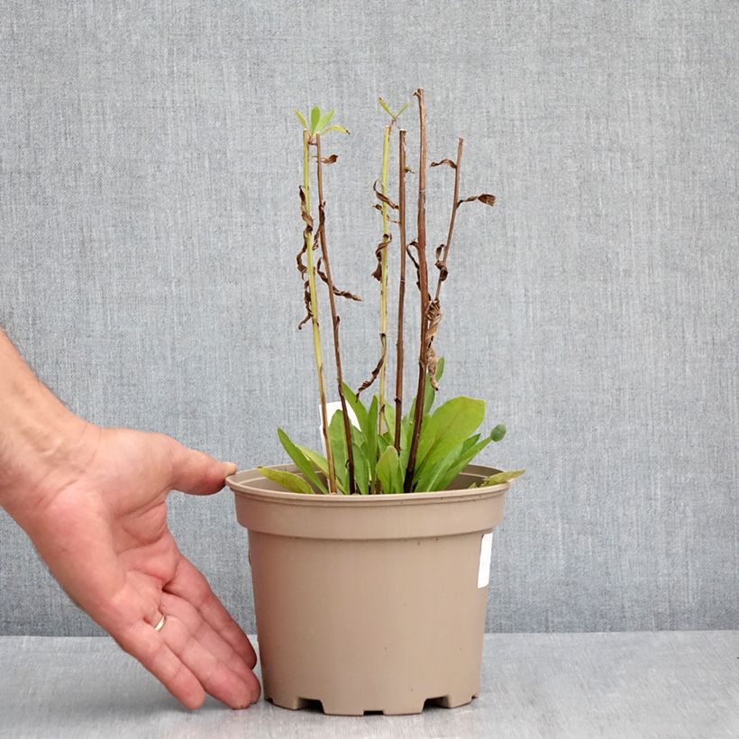 Ejemplar de Helenium Moerheim Beauty Maceta 2L/3L entregado en verano