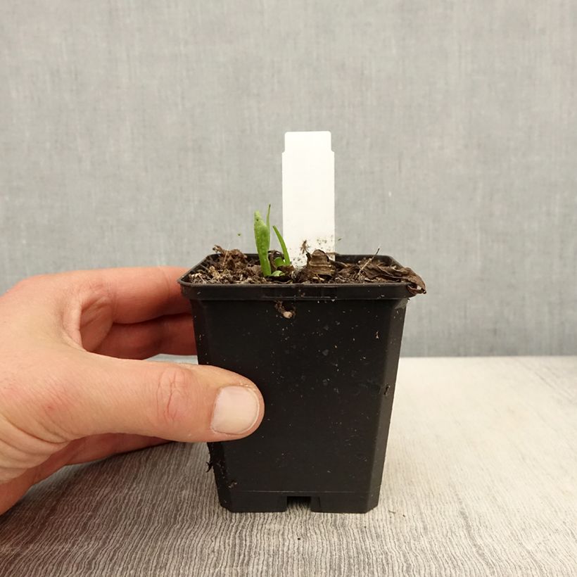 Helenium Kupferswerg Maceta de 8/9 cm Ejemplar entregado en la primavera