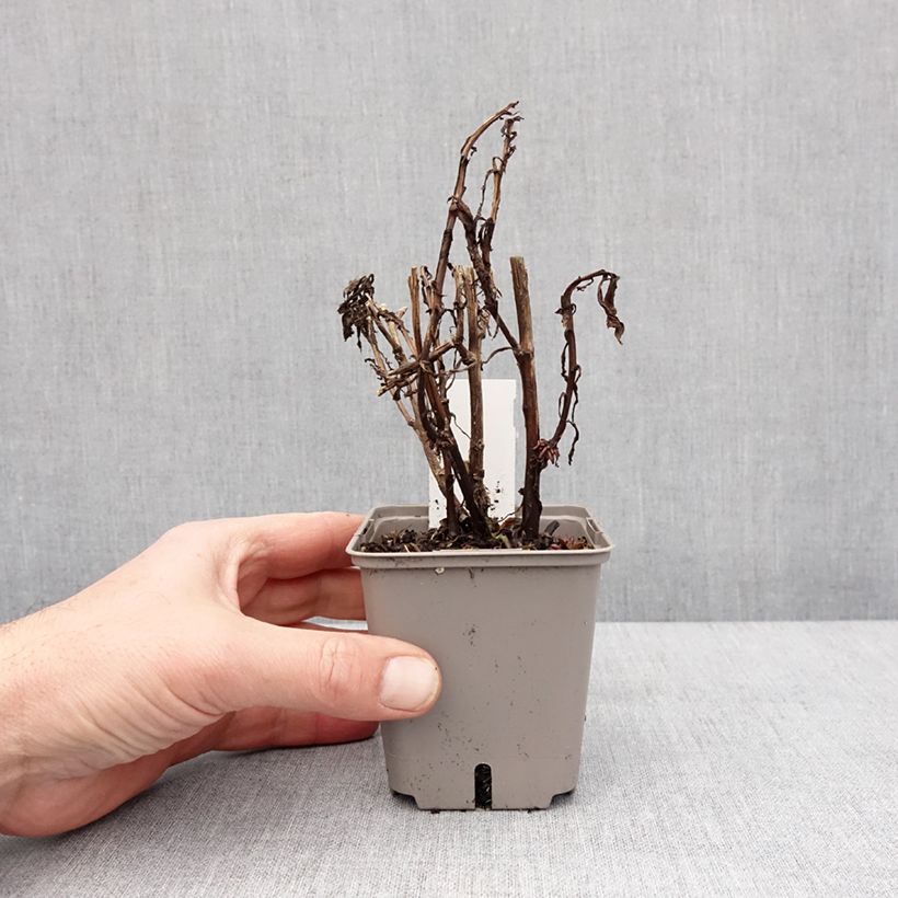 Helenium Okra Sundae Maceta de 8/9 cm Ejemplar entregado en invierno