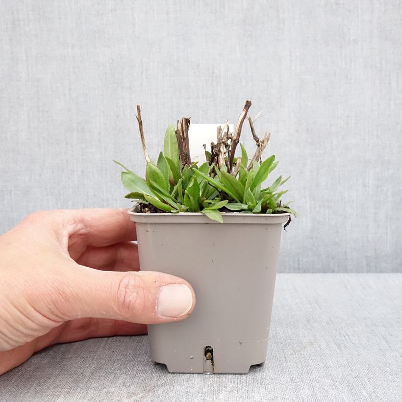 Helenium Okra Sundae Maceta de 8/9 cm Ejemplar entregado en la primavera